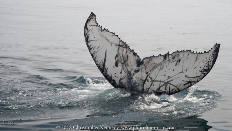 Scraped whale tail-DSC_9616140722