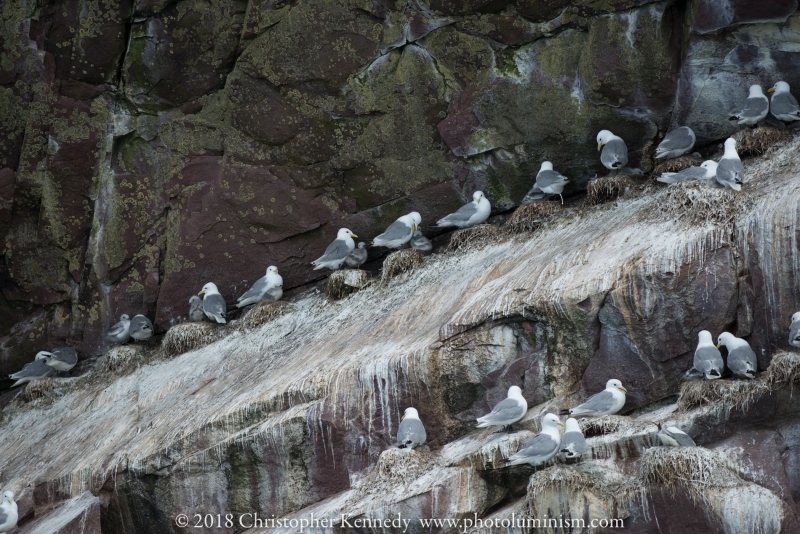 Gulls nesting on sloped rock-DSC_9665140722