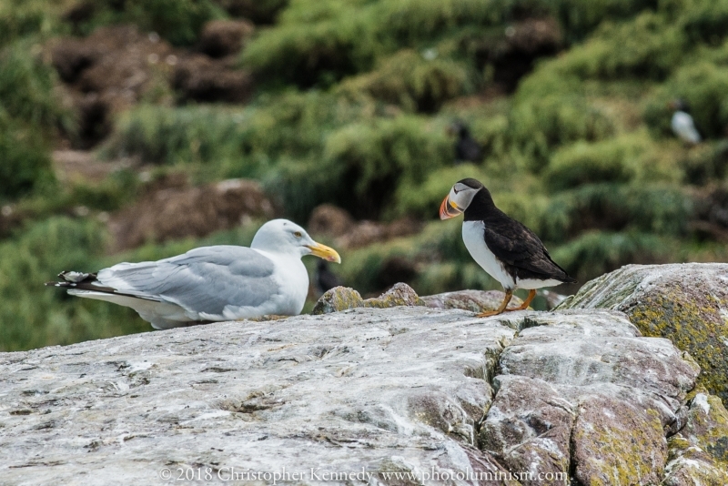 Gull and Puffin stand off on rock-DSC_9680140722