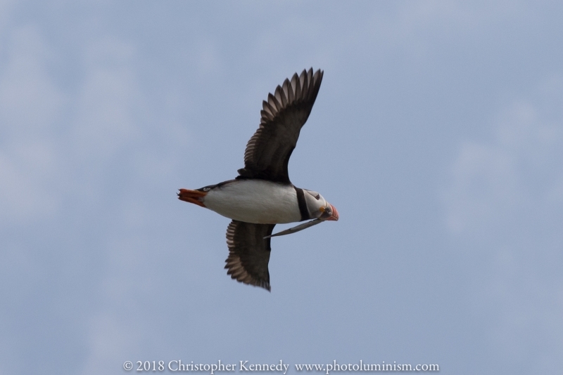 Puffin  flying with capelin in mouth-DSC_9684140722