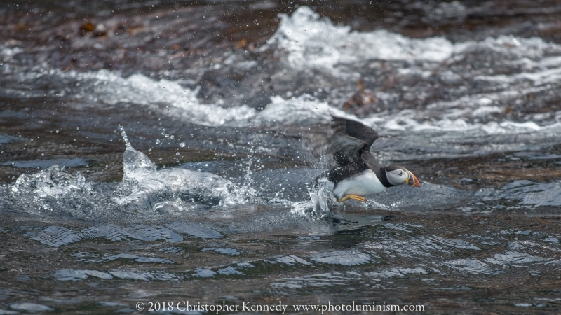 MS puffin trying to take off out of water-DSC_9695140722