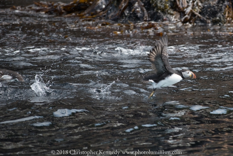 MS puffin trying to take off out of water2-DSC_9696140722