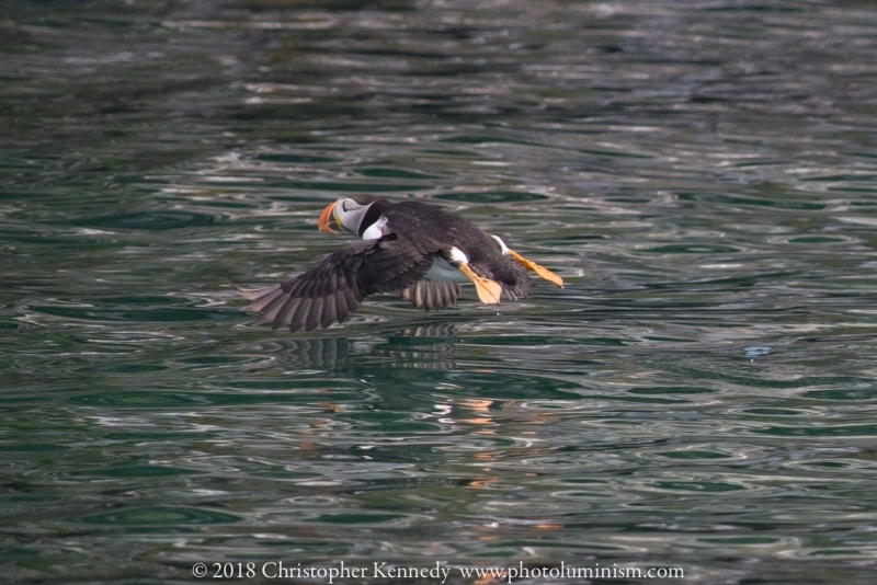 CU puffin flying v low over water-DSC_9701140722