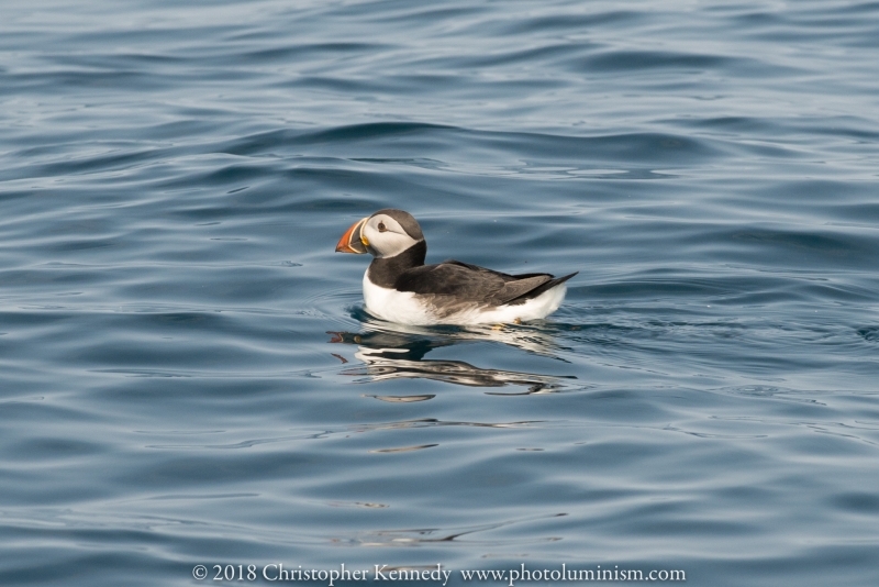 Puffin, floating in calm water-DSC_9750140722