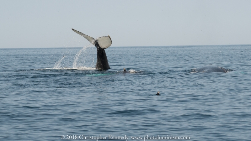 Whale tail vertical-DSC_9756140722