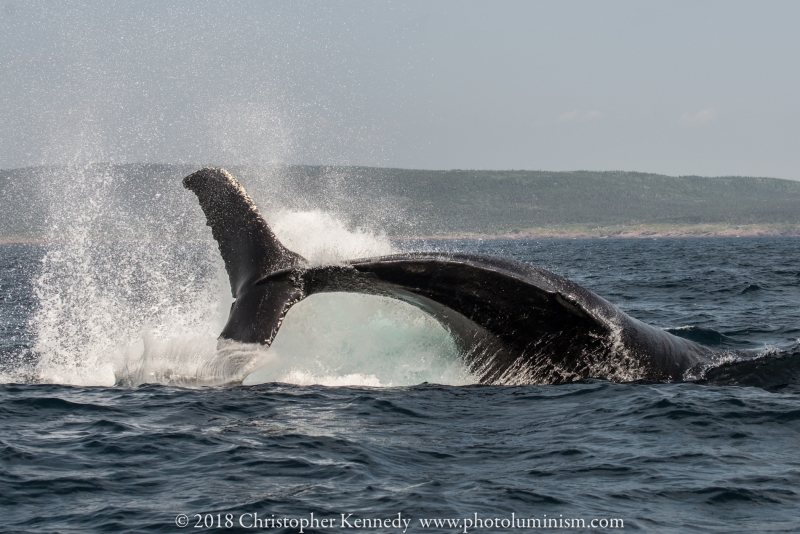 whale tail splash-DSC_9977140724