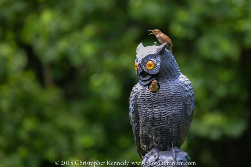 2 Carolina Wrens nesting in bird scaring owl-DSC_1098180605