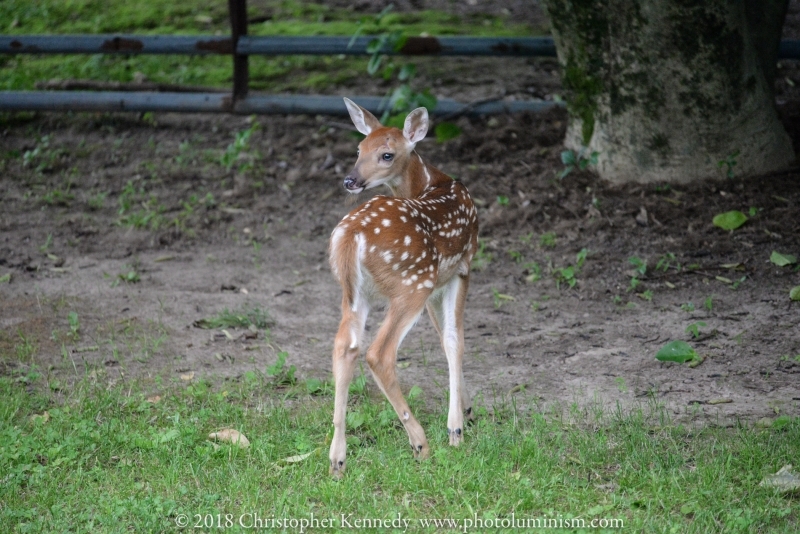 Spotted fawn looking over its shoulder -DSC_2186180622