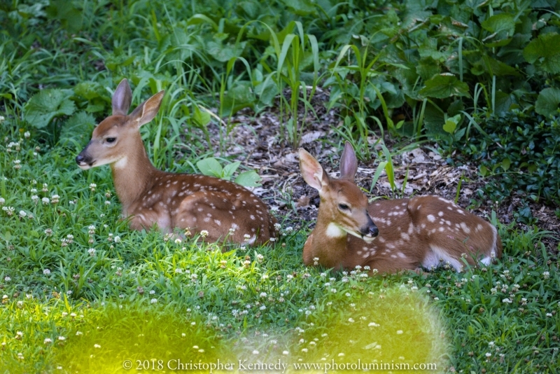 Two spotted fawns lying with each other in grass-DSC_2551180707