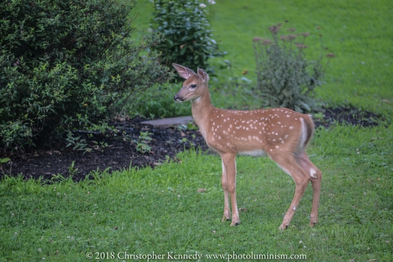 Spotted fawn standing on lawn-DSC_2627180728
