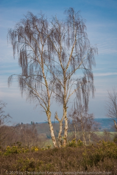 Weeping birch, Broxhead Common