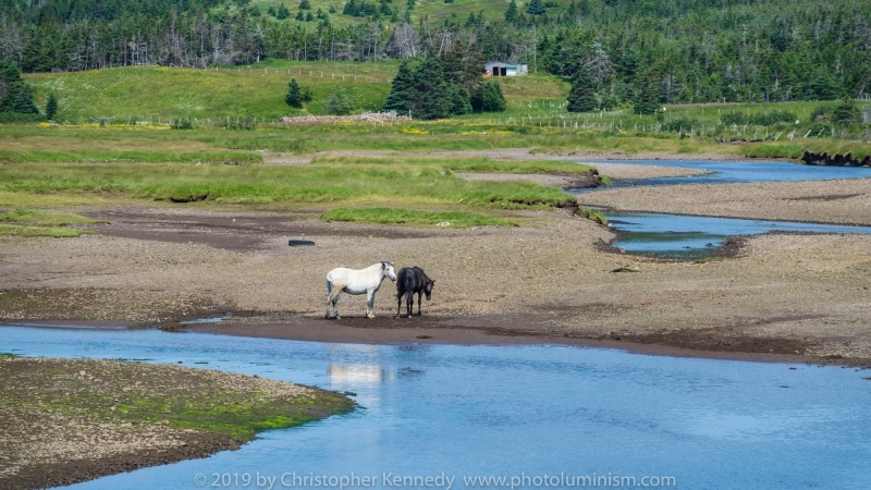 Newfoundland