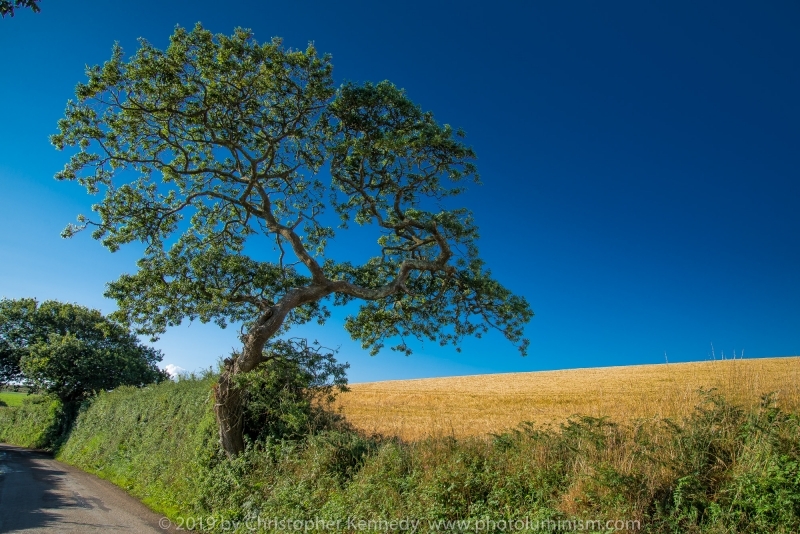 Tree of Dreams