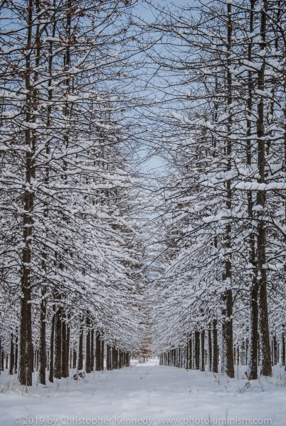 Orderly Trees in Snow