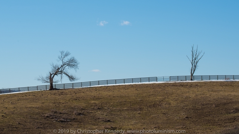 Two Sad Trees and a Fence