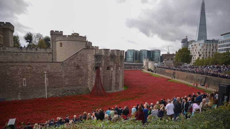 Tower of London Poppies