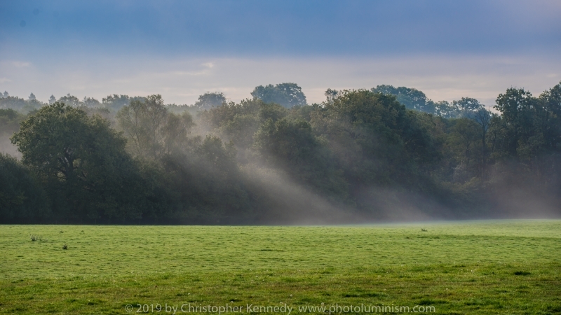 Mist Wisping Through Trees