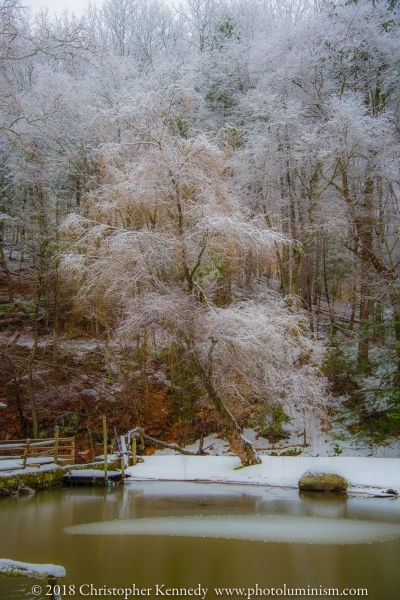 Snow Dusted Trees