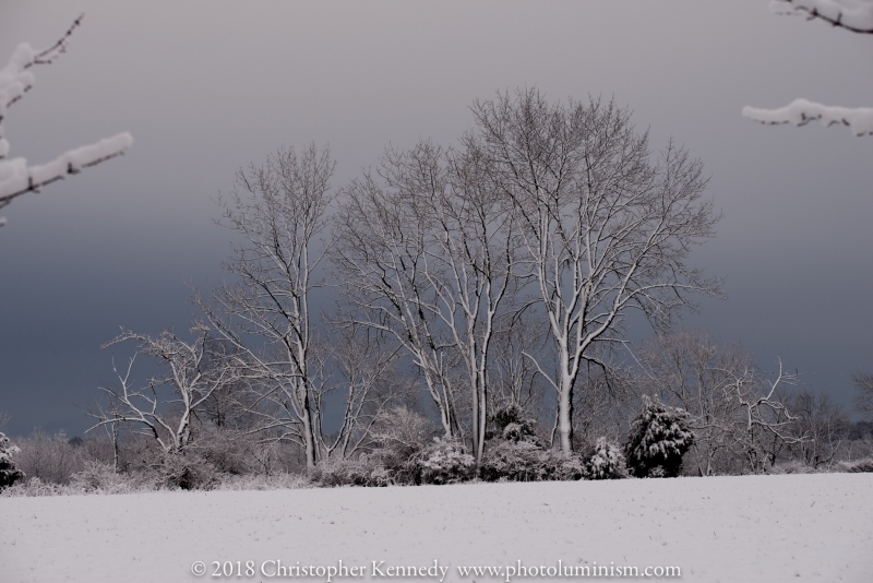 Trees against Black Sky