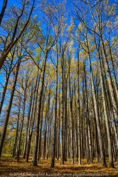 Tall Autumnal Trees