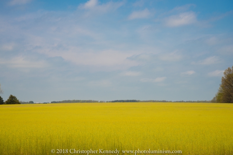 Field of Oil Seed Rape