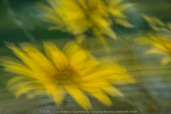 Yellow daisy slips away_DSC6279