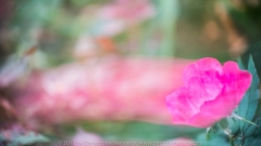 Rose Aroma_DSC6516