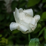 White Rose and Dew DSC_0002