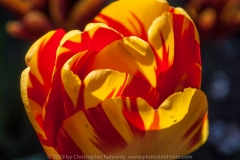 Tulip, red and yellow DSC_0087