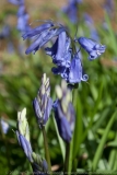 Bluebell DSC_0175