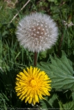 Before and After dandelion DSC_0192