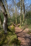 Mossy Path DSC_1617