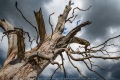 Dead tree, Pepperharrow CU