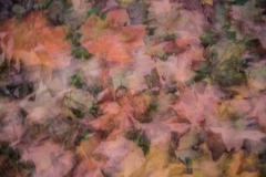 Autumnal Leaves-DSC_3448161107