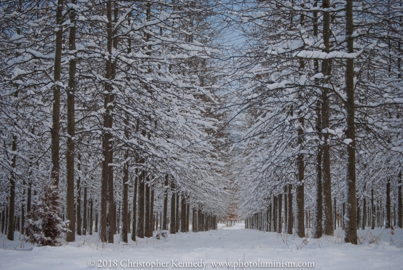 snow-DSC_0012130209