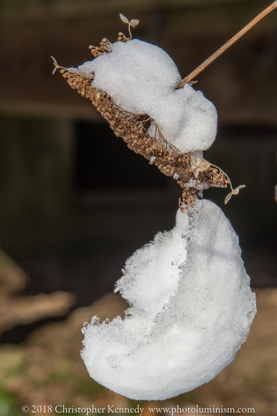 Snow Hinged -_DSC4354170210