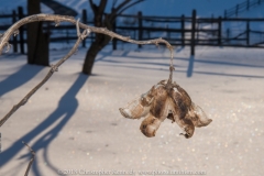 Seed Pod -_DSC4625170317