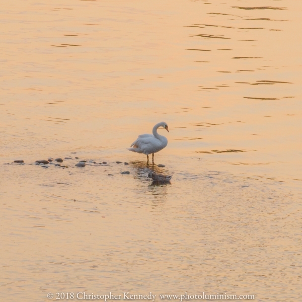 Swanny River