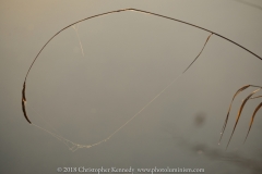 dew-DSC_1741141030-2